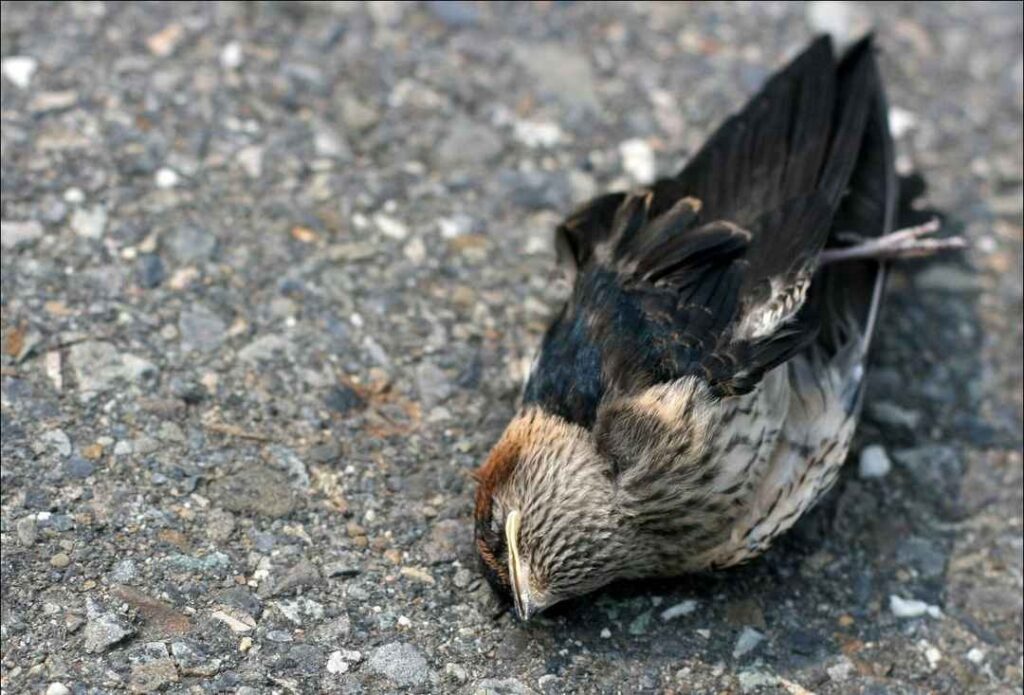 Jatinga an mystery place in Assam